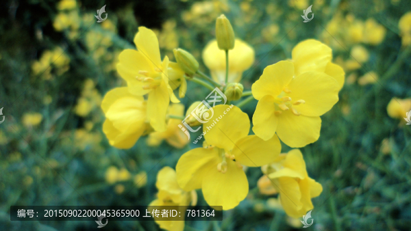 油菜花特寫