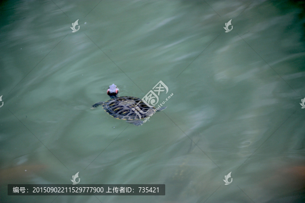 巴西龜
