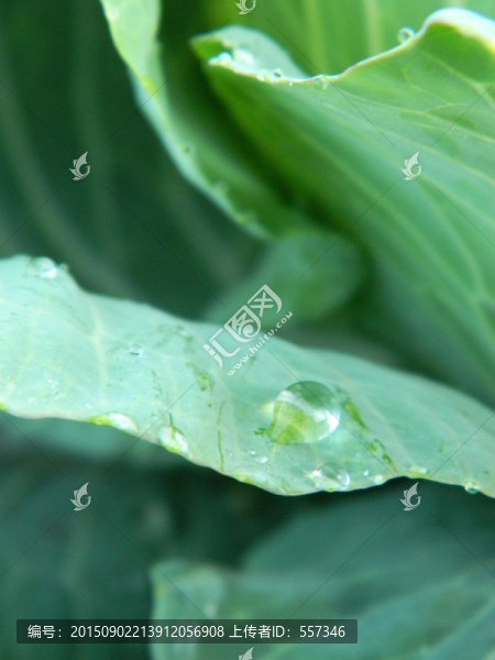 露珠