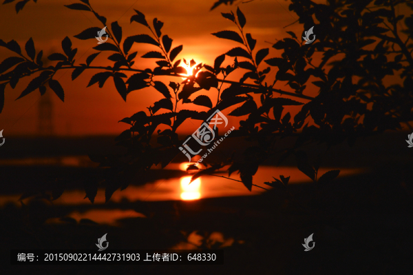 樹葉剪影