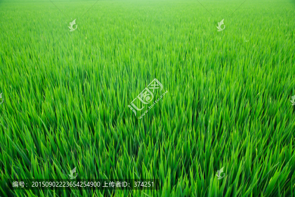 水稻,高清