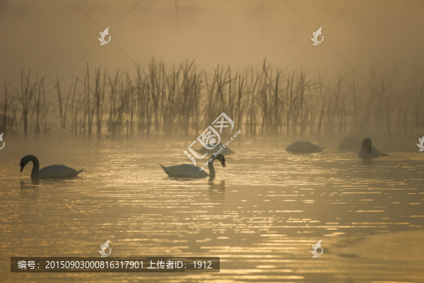 天鵝湖