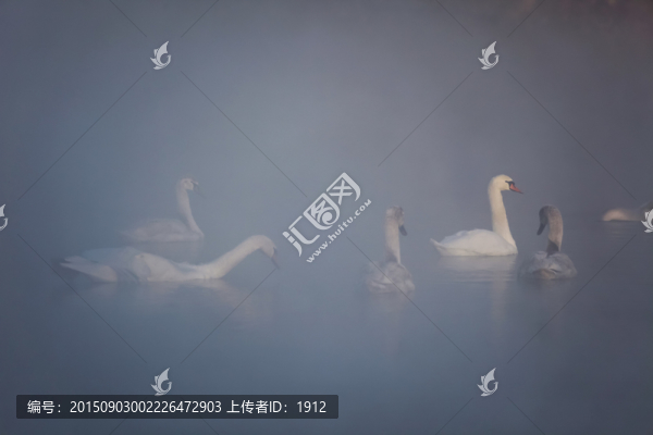 天鵝