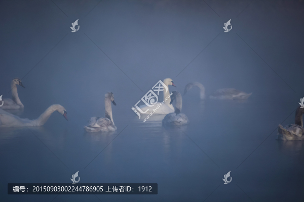 天鵝