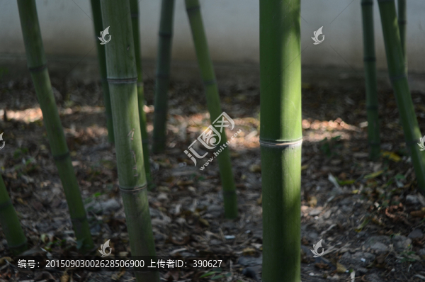 竹林里的翠竹光影