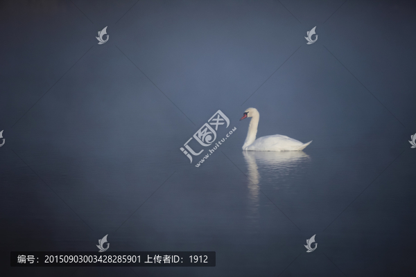 天鵝