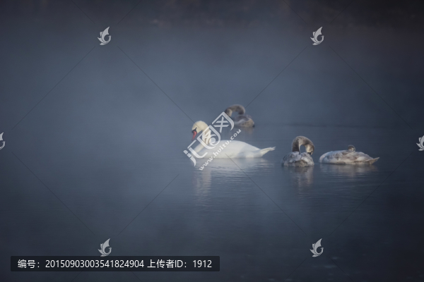 天鵝