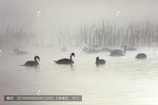 天鵝