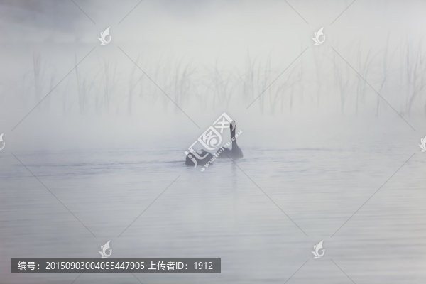 天鵝
