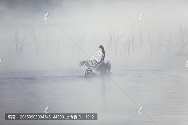 天鵝