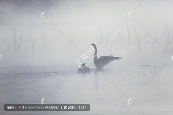 天鵝