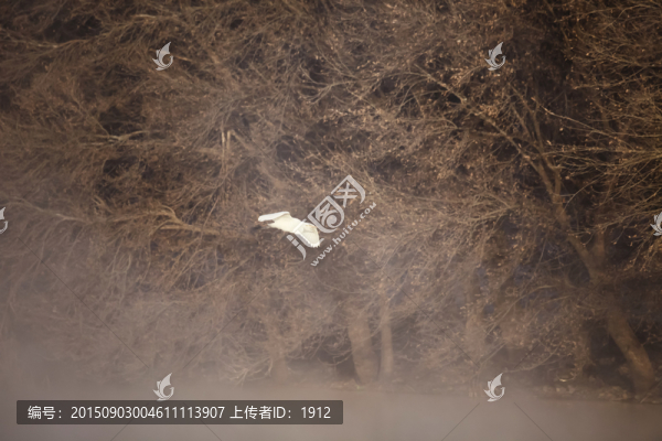 白鷺
