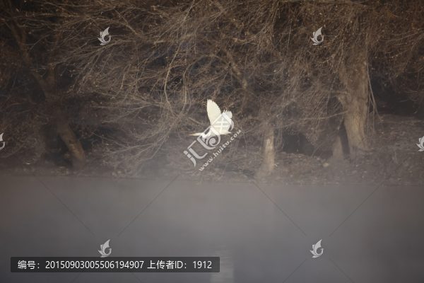 白鷺