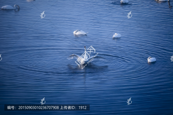 天鵝