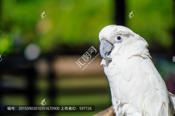 白鸚鵡