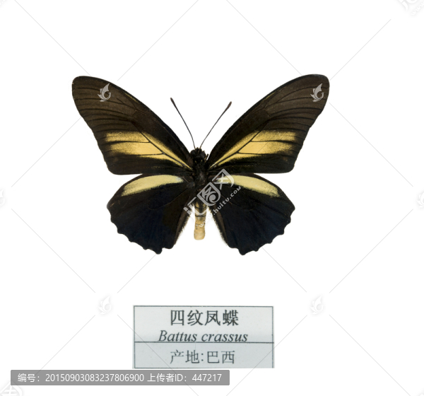 巴西四紋鳳蝶