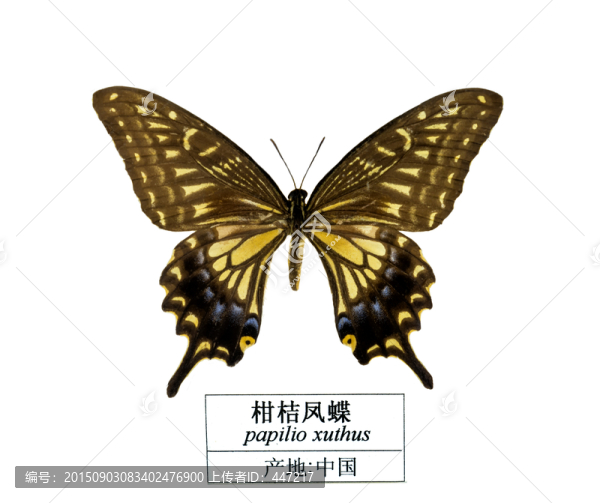 中國柑桔鳳蝶