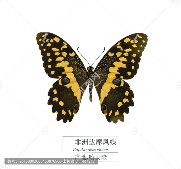 喀麥隆非洲達(dá)摩鳳蝶