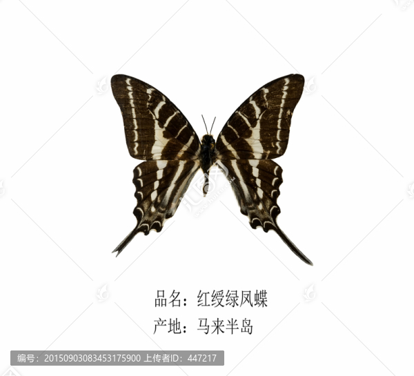 馬來半島紅綬綠鳳蝶