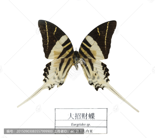 新幾內(nèi)亞大招財(cái)?shù)? title=