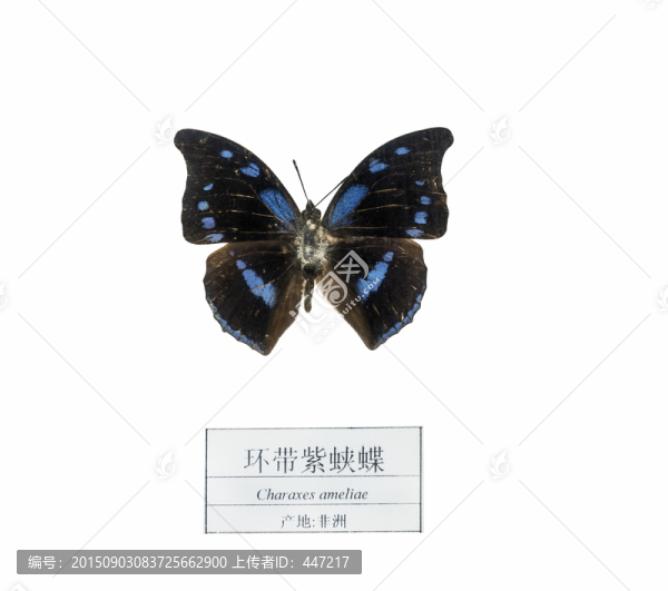 非洲環(huán)帶紫蛺蝶