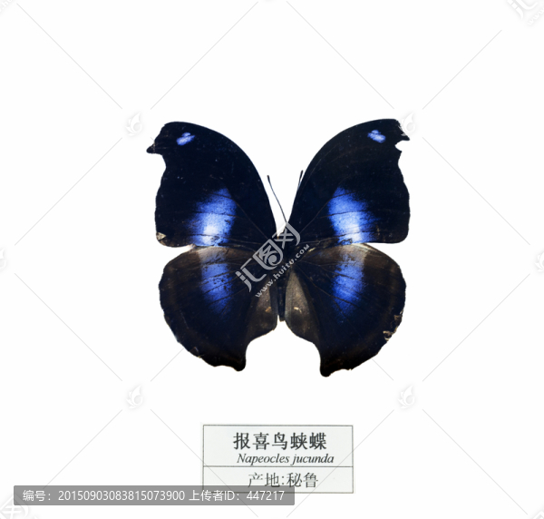 秘魯報喜鳥蛺蝶