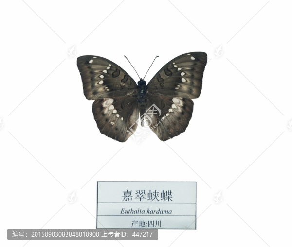 四川嘉翠蛺蝶