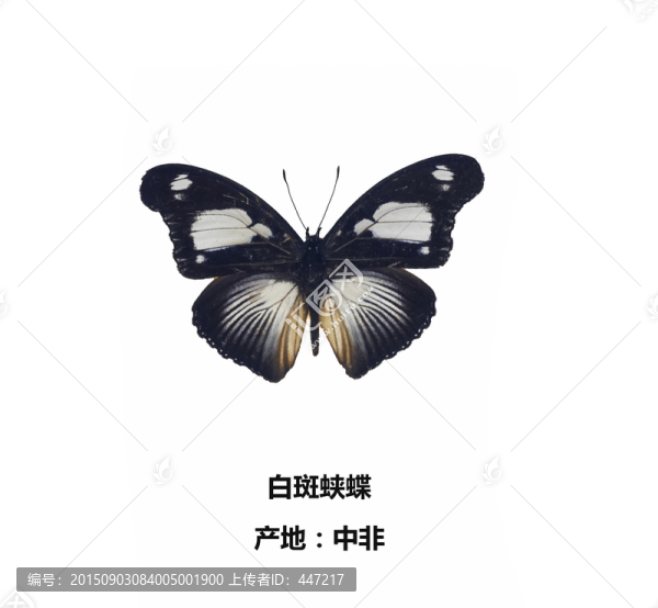 中非白紋斑蛺蝶