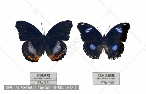 中國幻紫斑蛺蝶