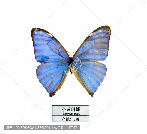 巴西小藍(lán)閃蝶