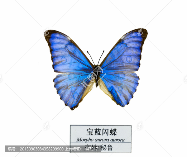 秘魯藍貝閃蝶