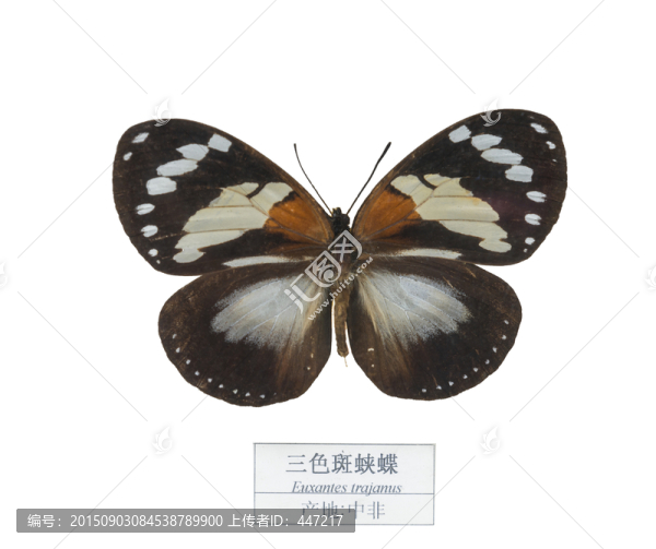 中非三色斑蛺蝶