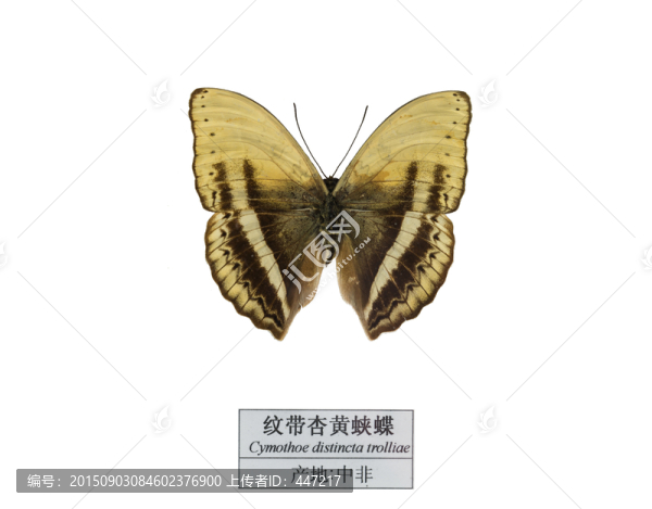 中非紋帶杏黃蛺蝶
