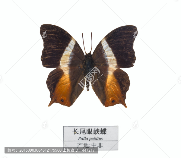 中非長尾眼蛺蝶