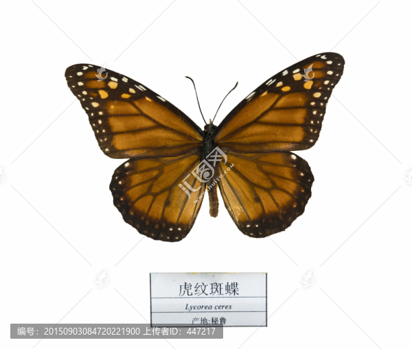 秘魯虎紋斑蝶