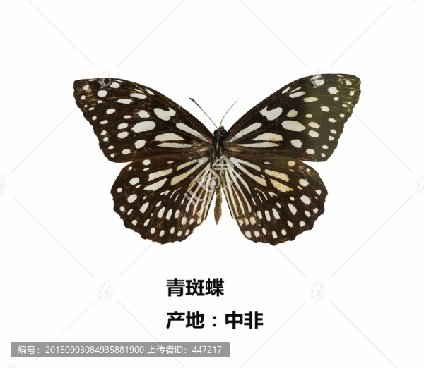 中非青斑蝶