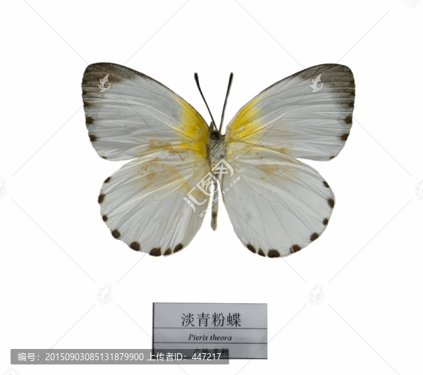 非洲淡青粉蝶