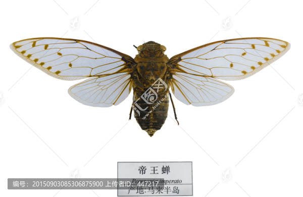 馬來半島帝王蟬