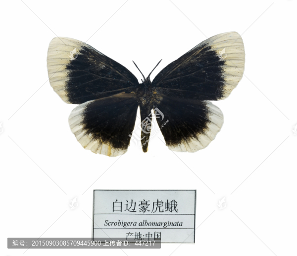 中國白邊豪虎蛾