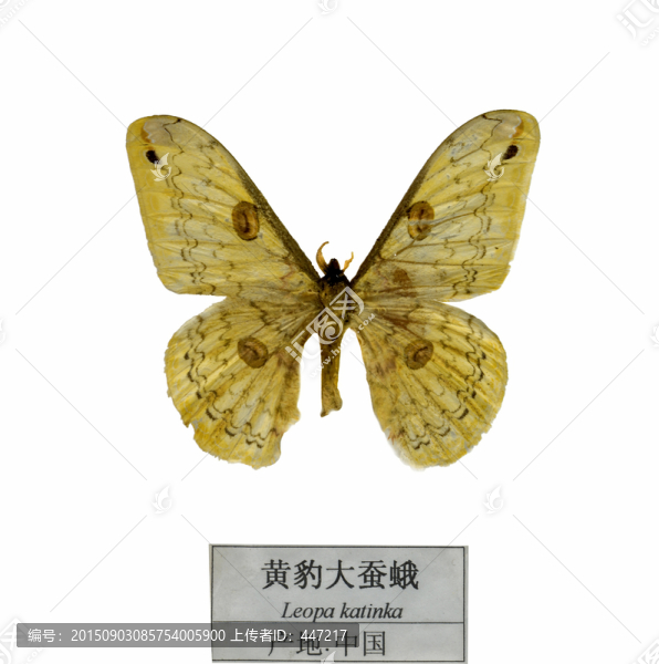 中國黃豹大蠶蛾