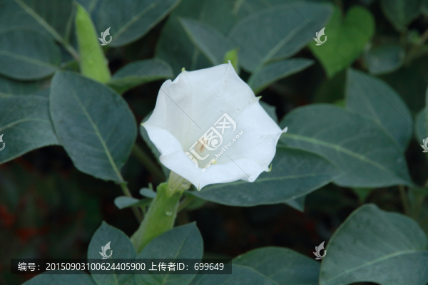 綠植