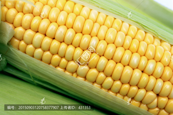 玉米