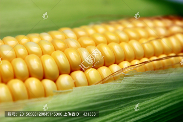 玉米