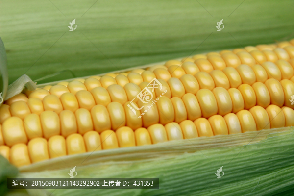 嫩玉米