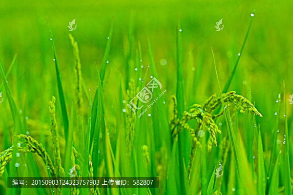 稻穗露珠