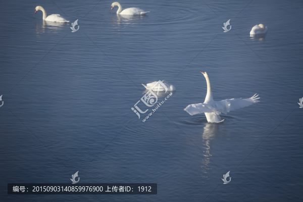 天鵝