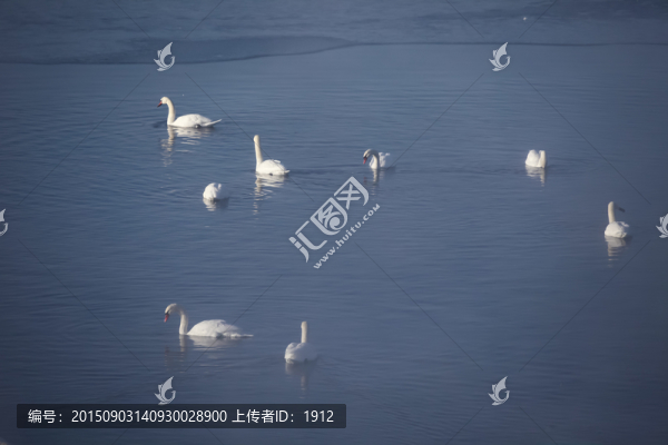 天鵝