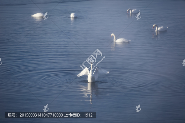 天鵝