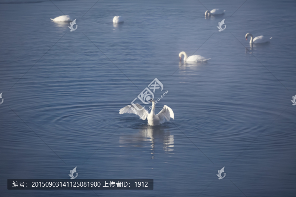 天鵝