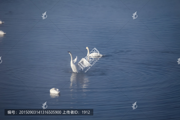 天鵝
